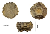 Solanocrinus salvaingi